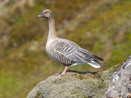 Attēlu rezultāti vaicājumam “Anser brachyrhynchus”