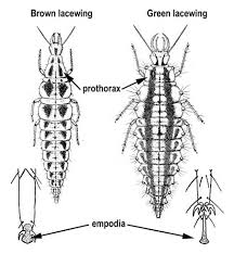 Attēlu rezultāti vaicājumam “Hemerobiidae”