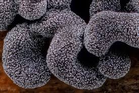 Attēlu rezultāti vaicājumam “Physarum compressum stalked”