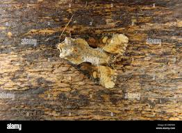 Attēlu rezultāti vaicājumam “Apamea ophiogramma”