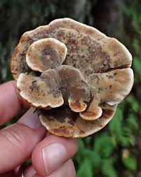 Attēlu rezultāti vaicājumam “Onnia tomentosa”