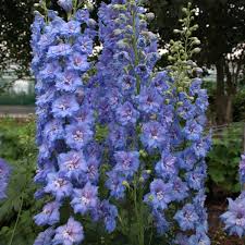 Image result for Delphinium