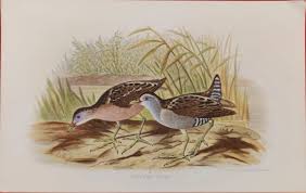 Image result for Porzana parva