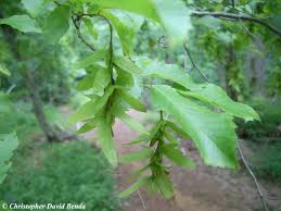 Attēlu rezultāti vaicājumam “Carpinus caroliniana”