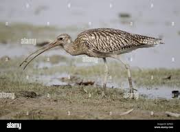 Attēlu rezultāti vaicājumam “Numenius arquata adult”