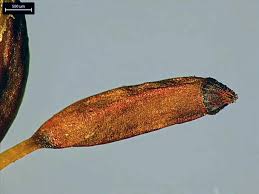 Attēlu rezultāti vaicājumam “Dicranum scoparium sporophyte”