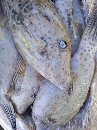 Image result for Eumegistus illustris