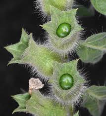 Attēlu rezultāti vaicājumam “Hyoscyamus niger”