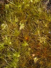 Attēlu rezultāti vaicājumam “Campylopus pyriformis”