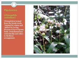 Attēlu rezultāti vaicājumam “Chimaphila umbellata flower”