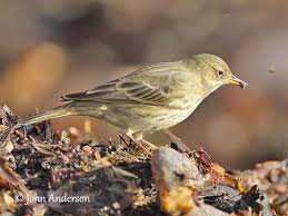 Attēlu rezultāti vaicājumam “Anthus petrosus adult”