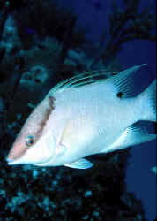 Image result for Lachnolaimus maximus