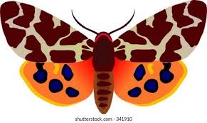 Attēlu rezultāti vaicājumam “Arctia caja”