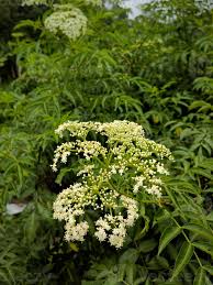 Attēlu rezultāti vaicājumam “Adoxaceae”