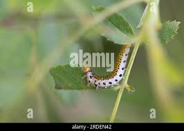 Attēlu rezultāti vaicājumam “Argidae larva”