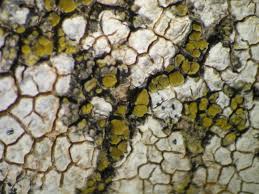 Attēlu rezultāti vaicājumam “Candelariella sp.”