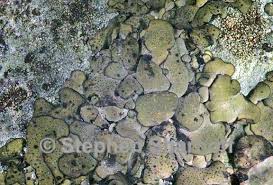 Attēlu rezultāti vaicājumam “Dermatocarpon luridum”