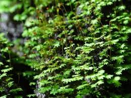 Attēlu rezultāti vaicājumam “Fissidens bryoides”