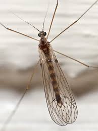 Attēlu rezultāti vaicājumam “Trichocera”