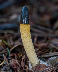 Attēlu rezultāti vaicājumam “Mutinus caninus”