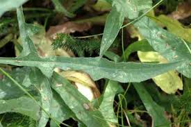 Attēlu rezultāti vaicājumam “Paratalanta hyalinalis”