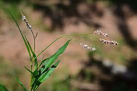 Attēlu rezultāti vaicājumam “Persicaria lapathifolia flower”