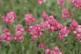 Attēlu rezultāti vaicājumam “Antennaria dioica fruit”