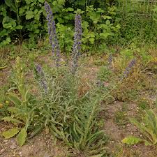Attēlu rezultāti vaicājumam “Echium vulgare leaf”