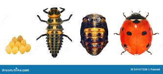 Attēlu rezultāti vaicājumam “Coccinella septempunctata larva”