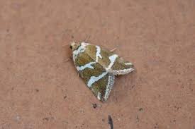 Attēlu rezultāti vaicājumam “Deltote bankiana”