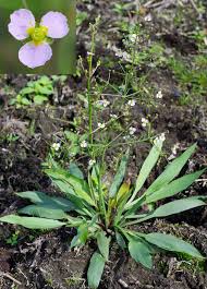 Attēlu rezultāti vaicājumam “Alisma lanceolatum”