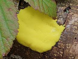 Attēlu rezultāti vaicājumam “Stemonitis flavogenita”