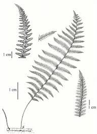 Attēlu rezultāti vaicājumam “Thelypteris palustris”