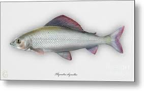 Image result for Thymallus thymallus