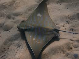 Image result for Aetomylaeus bovinus