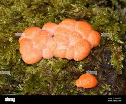 Attēlu rezultāti vaicājumam “Lycogala roseosporum”