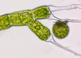 Attēlu rezultāti vaicājumam “Bulbochaete mirabilis”