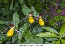 Attēlu rezultāti vaicājumam “Cypripedium calceolus leaf”