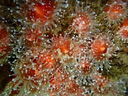 ผลการค้นหารูปภาพสำหรับ strawberry anemone