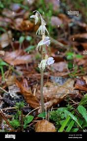 Attēlu rezultāti vaicājumam “Epipogium aphyllum”