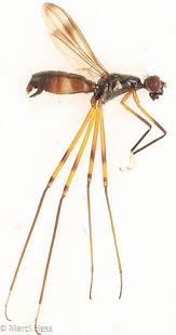 Attēlu rezultāti vaicājumam “Micropezidae”