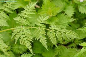 Attēlu rezultāti vaicājumam “Anthriscus sylvestris leaf”