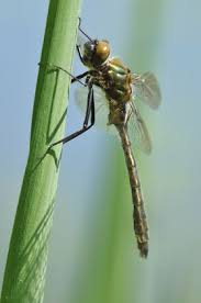 Attēlu rezultāti vaicājumam “Cordulia aenea”