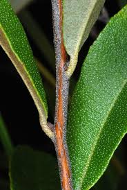 Attēlu rezultāti vaicājumam “Chamaedaphne calyculata leaf”