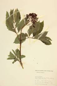 Attēlu rezultāti vaicājumam “Adoxaceae”