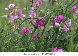 Attēlu rezultāti vaicājumam “Lathyrus sylvestris fruit”