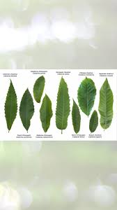 Attēlu rezultāti vaicājumam “Castanea sativa  leaf”