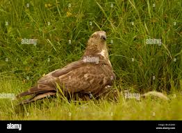 Attēlu rezultāti vaicājumam “Pernis apivorus adult”