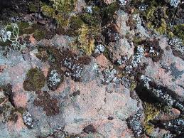 Attēlu rezultāti vaicājumam “Encalypta”