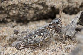 Attēlu rezultāti vaicājumam “Myrmeleotettix maculatus”